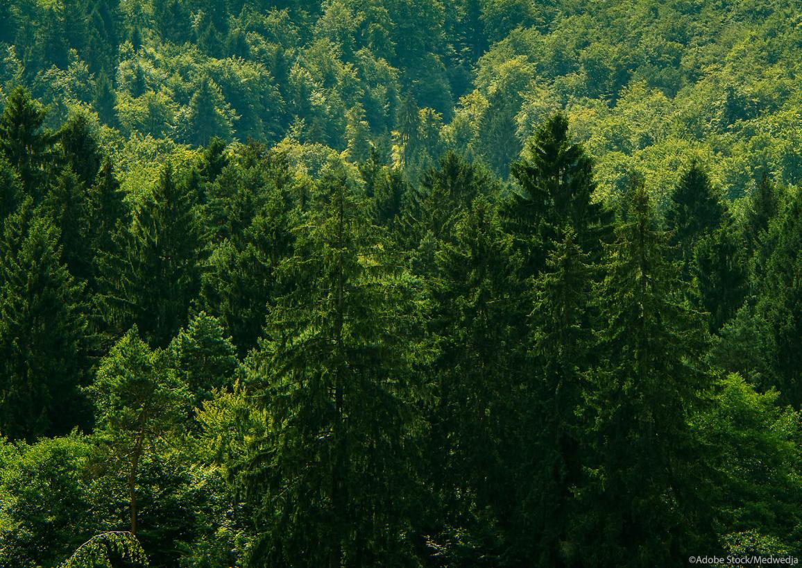 Vue du ciel sur des sapins de forêts